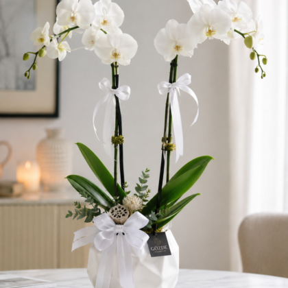 Premium White Orkide