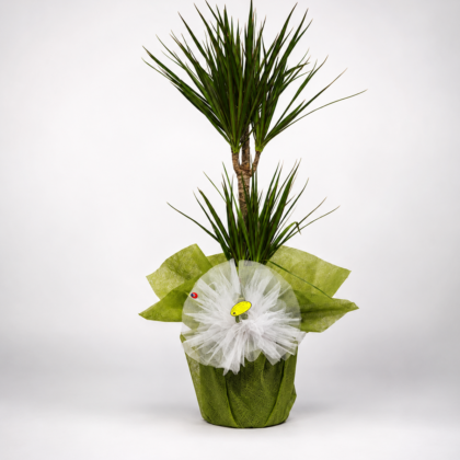 Yeşil Asalet | Dracaena Marginata