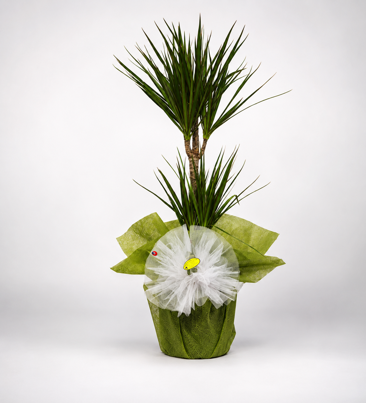 Yeşil Asalet | Dracaena Marginata